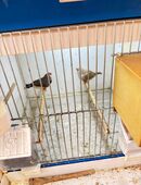 Zebrafinken in 26871