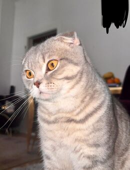 Verspielter junger Kater sucht liebevolles Zuhause - Goslar