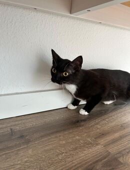 Nala und Simba suchen ein neues Zuhause - Gelsenkirchen Erle