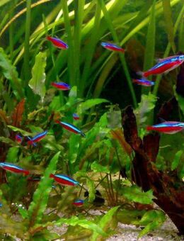 Aquarium Fisch; Roter Neon (Paracheirodon axelrodi)ab 1,25€ / Stk - Erftstadt