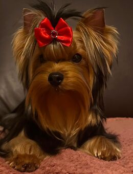 Hübsche Yorkshire Terrier Hündin - Nordstemmen