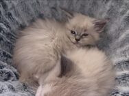 3 Main Coon Kitten - Gemünden (Main)