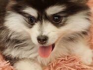 Pomsky F2 Toy & Mini Puppengesicht Bärchentyp Wollycoat - Espelkamp