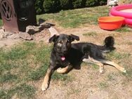 🐶 Xara 🐶 sucht ihre Menschen - Freilassing