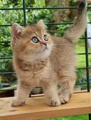 BKH Britisch kurzhaar Kitten, Kätzchen in 4001