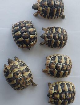 Aus meiner kleinen, privaten Hobbyzucht suchen noch 4 Stück Testudo hermanni boettgeri (griechische Landschildkröten) ein neues Zuhause - Halver