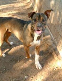 der liebe Sansone sucht sein Zuhause - Fronreute