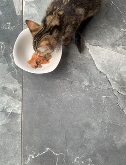 Bengal Burma Mix kitten Katzenbabys katze - Herford (Hansestadt)
