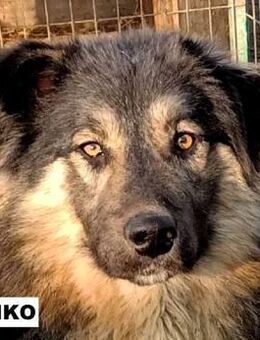 Rüde Amiko sucht Lieblingsmensch - Neuhausen (Fildern)