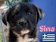 Sina, 02/25 - ab Mai ausreisebereit! - Heppenheim (Bergstraße)