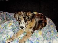 Australian Shepherd Mix - Kalbe