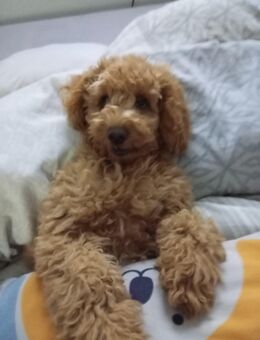 Chockapoo Mädchen Welpe ( 3monate) sucht zuhause - Mönchengladbach