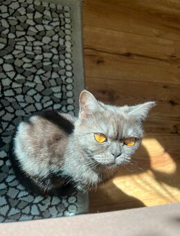 BKH Katze zu verkaufen - Herne