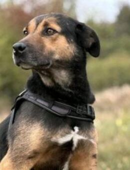 Tom - ein treuer Freund wartet auf Dich - Gerlingen