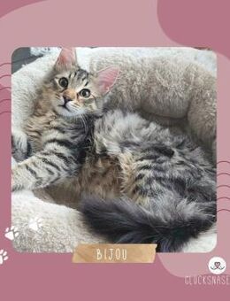 Katerchen Bijou wartet auf Post - Lalendorf