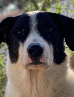 Neville, geb. ca. 03/2019, Griechenland - Euskirchen