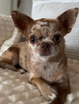 Chihuahua Dame 2 Jahre alt - Ronnenberg