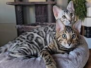 2 verschmuste Bengalkatzen suchen ein neues Zuhause - Gaggenau