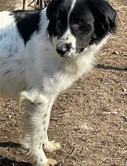 🧡 Rico sucht sein Glück! 🧡 - Eislingen (Fils)