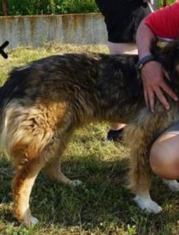 Dex ein Wunder an Vertrauen und Liebe - Kissing