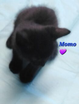 Wunderschöne Hauskatzenkitten suchen ein neues Heim, Hausaufzucht! - Moosburg (Isar)