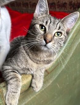 liebevolle Katze *Yeti* ❤️ - Rambin