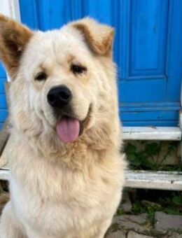 Über Kaya ein bisquitt Knicköhrchen - Kierspe