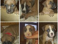 Boxer American bully welpen - Bad Birnbach