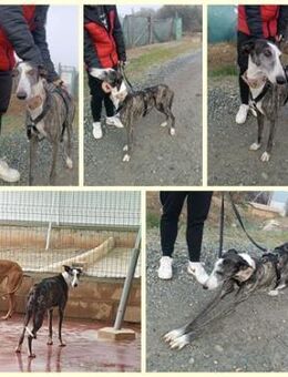 BIANCA, w., kastr. Galgo, 65 cm - Sipplingen