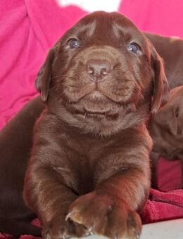 Labmaraner( Mutter Weimaranerin-Vater Labrador) - Tangerhütte
