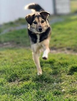 Amis sucht Zuhause oder Pflegestelle - Mudersbach