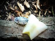 Porcellio laevis 'Panda' / Panda-Asseln / adulte Tiere - Münster