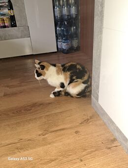 Katze weiblich abzugeben - Freiensteinau