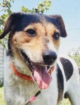 Pepper sucht ein Zuhause - Köln