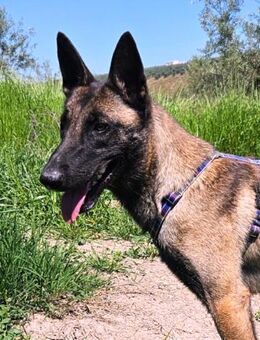 Neron, unser Sorgenkind .... - Laatzen