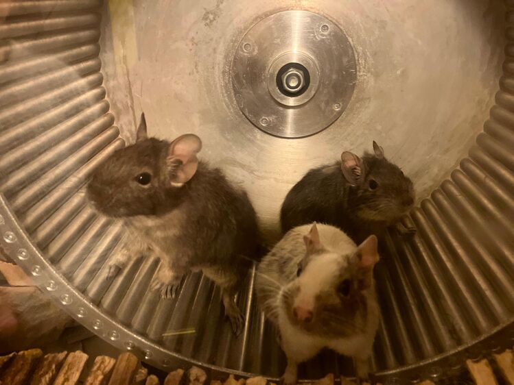3 DEGU weibchen mit stall, laufrad etc. - Weimar Zentrum