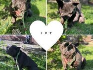 IVY PP Tolles Mädchen sucht Geborgenheit - Neustadt (Rübenberge)