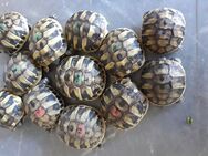 VERKAUFT Griechische Landschildkröten thb 2024 - Spiegelau
