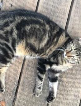 Mofli-Mäderl❤️ sucht ihre Familie - Benediktbeuern