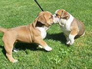 New English Bulldog, Alternative Bulldogge, Bulldogge, Französische Bulldogge - Gera