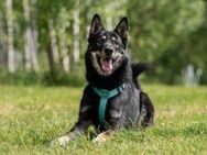 Sozialer Grey sucht seine Familie - Duisburg