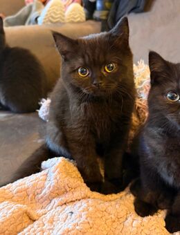 Möchte uns denn niemand haben? Britisch Kurzhaar Kitten BKH Katze - Lalendorf