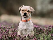 Amia, kleine entzückende Hundedame - Linden (Hessen)