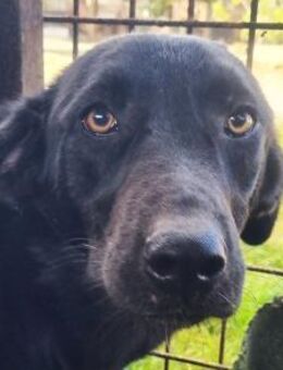 ONJA-liebe, nette Jung-Hündin, ca. 57 cm - Rösrath