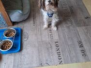 Yorkshire Terrier Biewer - München