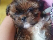 Zuckersüsse Teddybären- reinrassige Shih-Tzu Welpen - Hamburg