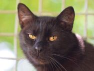 ROCKY-selbstbewusster, stolzer Kater - Rösrath
