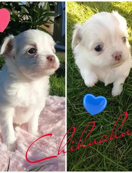 Chihuahua Langhaar, reinrassig - Dobbertin