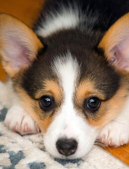 Welsh Corgi Pembroke Hündin Welpe mit Ahnenpass zu verkaufen - Sinn