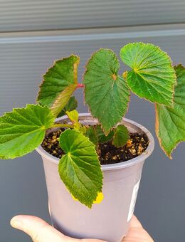 Begonia dipetala - Eschbach (Landkreis Südliche Weinstraße)